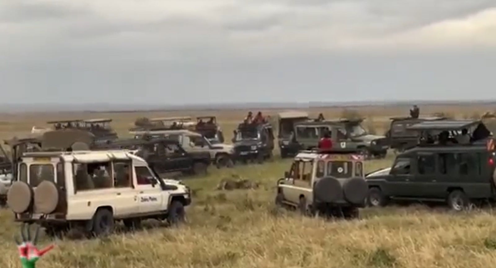 Imagen de los guepardos comiendo su presa rodeados de numerosos coches