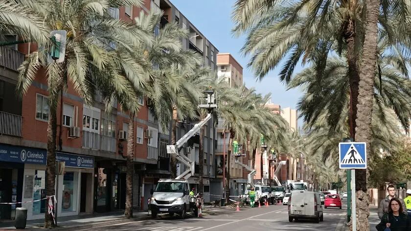 Poda masiva de palmeras en la AVenida Cabo de Gata.