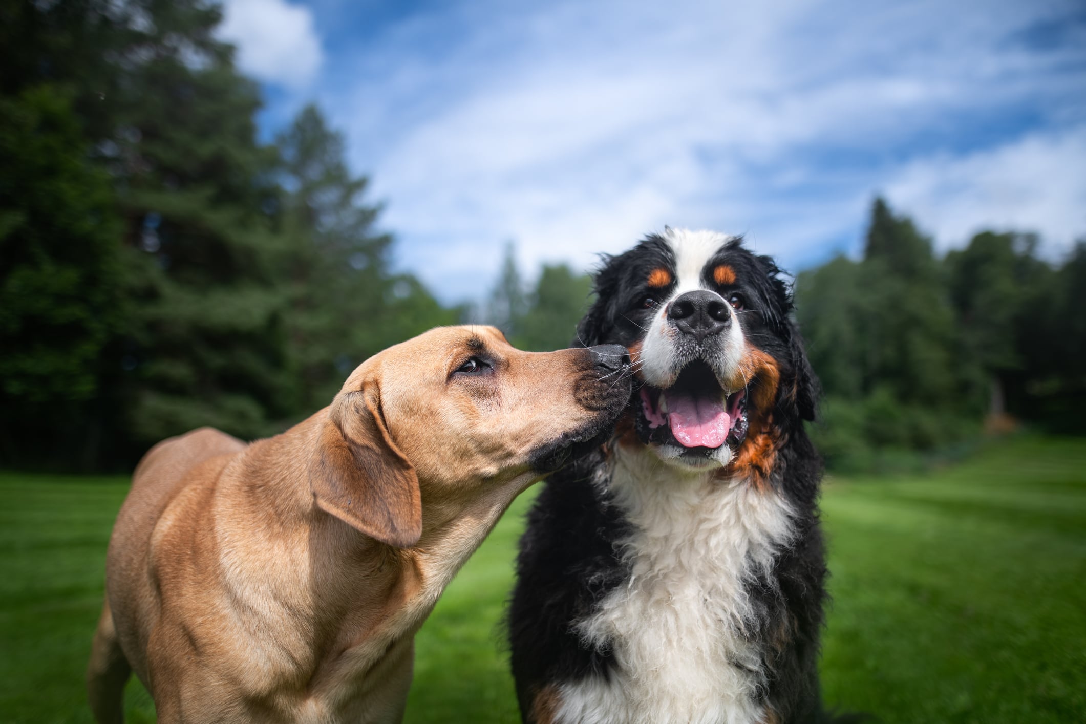 Dos perros jugando.