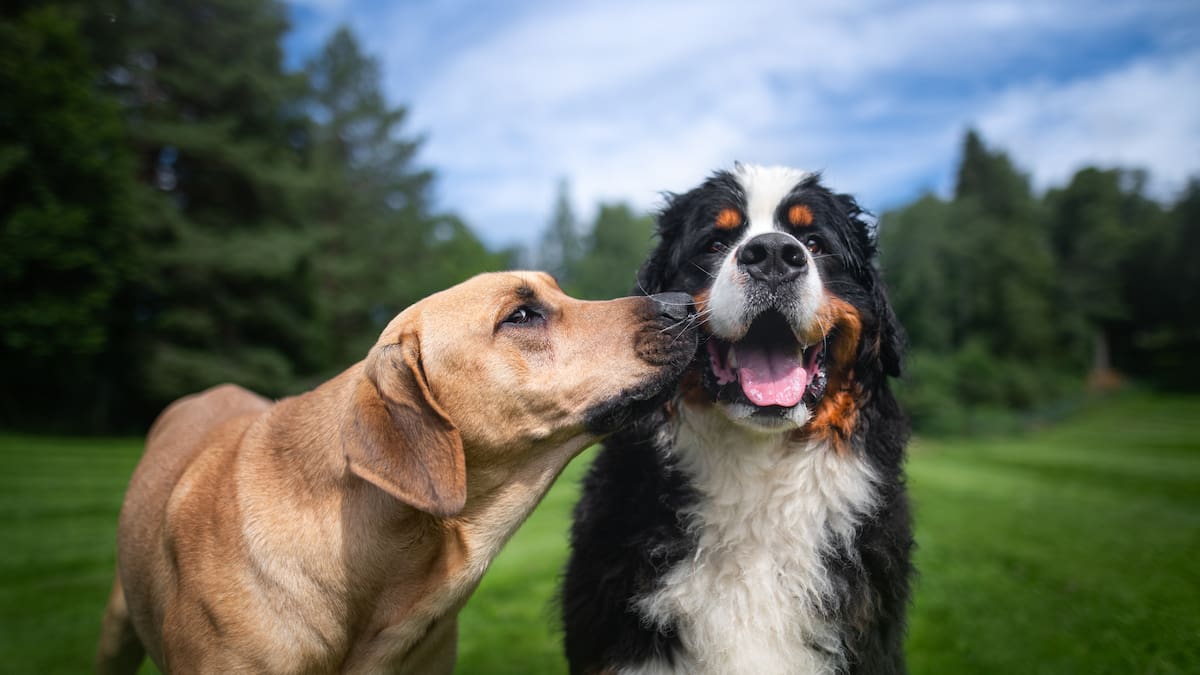 A cara de perro: Educación Canina