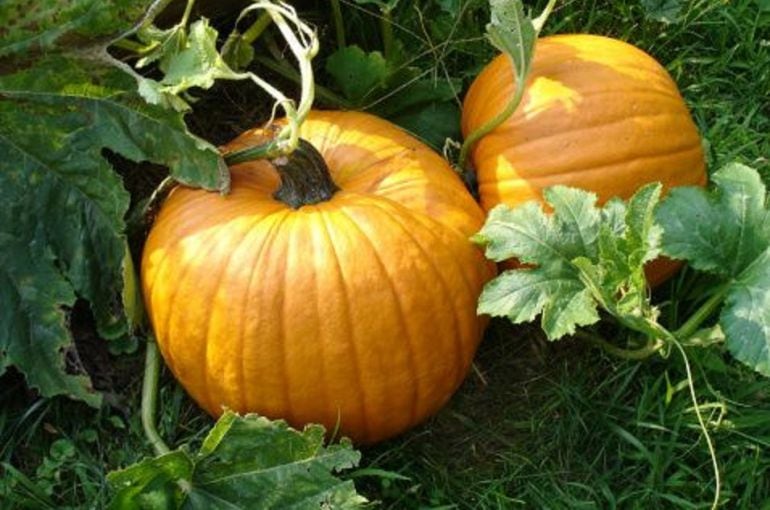 Cultivo de calabazas típicas de Don Benito