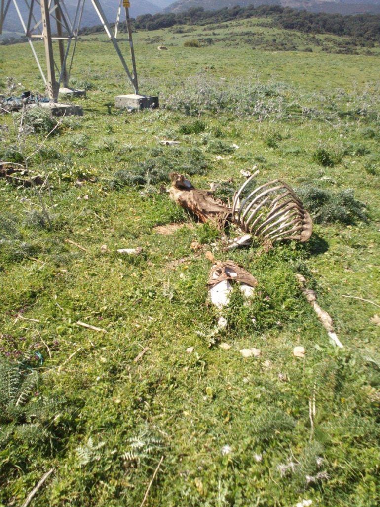 El esqueleto de un caballo en Algeciras