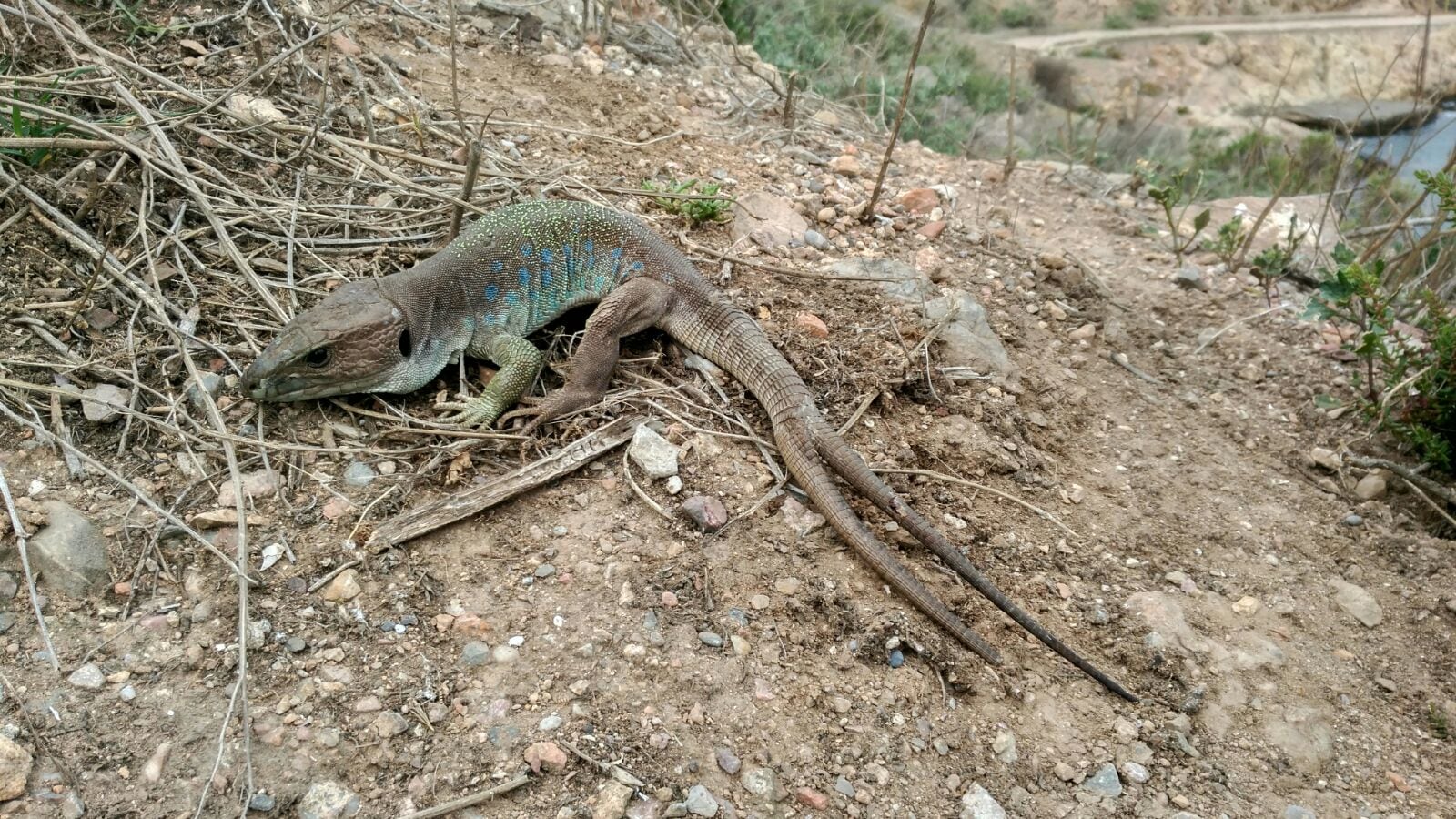 Lagarto Isla Escombreras