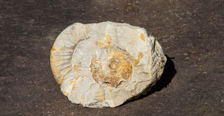 La Universidad Autónoma de Madrid ha presentado el libro ‘Las Hoyas: a CretaceousWetland’