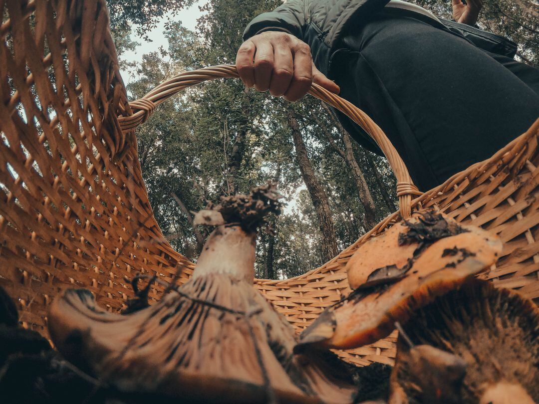 Un aficionado a la micología, con su cesta llena de níscalos. 