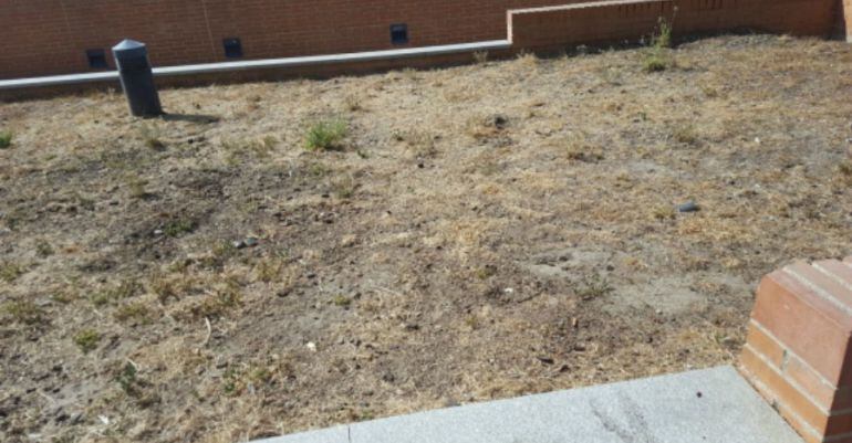 Fotografía que denuncia el abandono de algunas zonas verdes