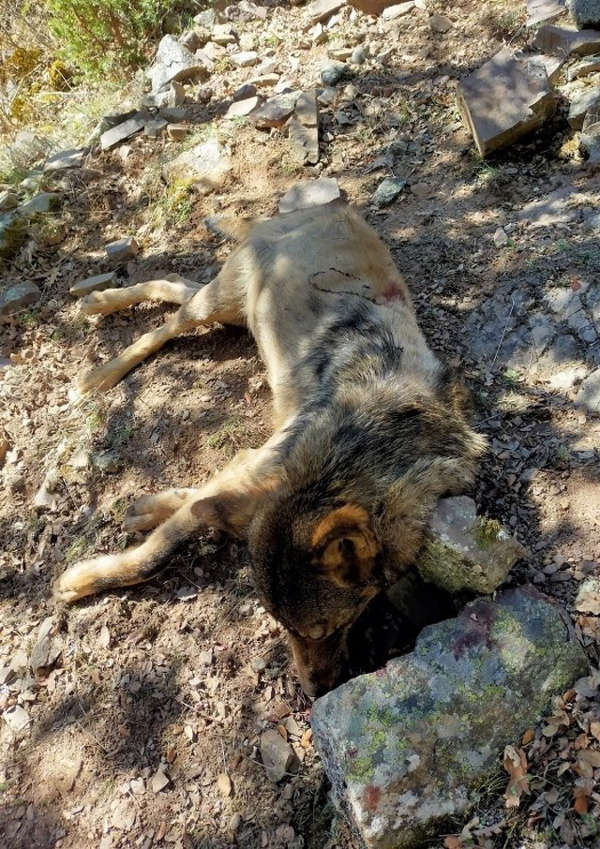 Lobo muerto