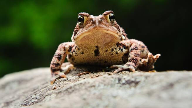 Sapos que colocan (...si no te matan)