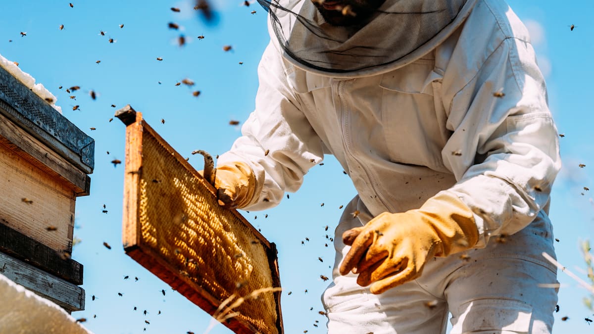 León, hacia rutas salvajes: La apicultura en León: una aproximación biológica a un sector en pleno "boom" (03/06/2025)