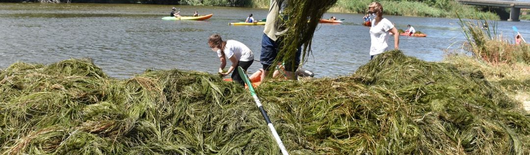 Voluntarios recogen algas del río Tajo en Talavera 