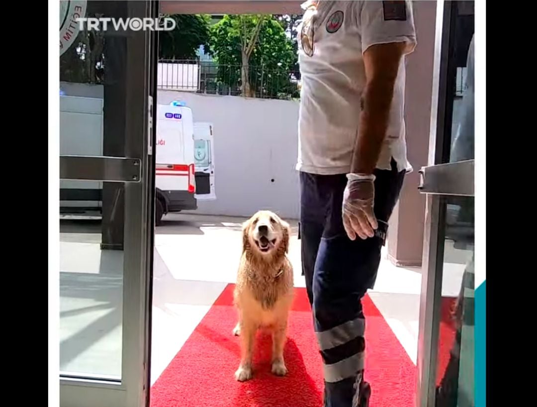 Un perro persigue sin descanso a la ambulancia donde va su dueña para no dejarla solo en el hospital.