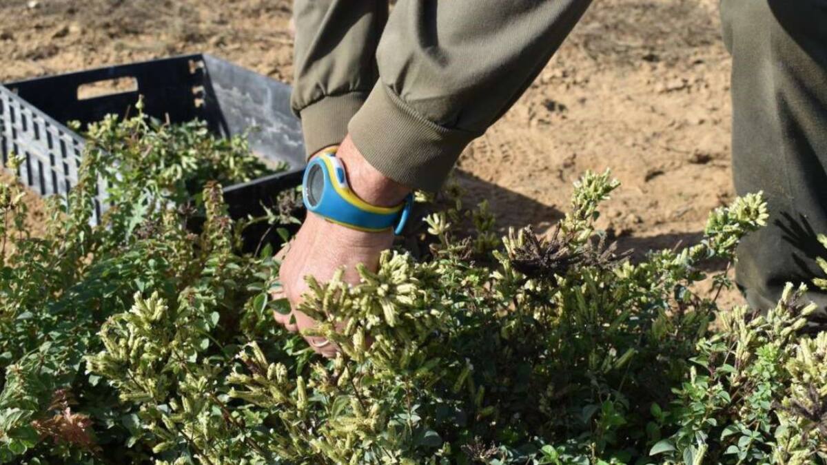 "Tractorada" el próximo 30 de enero en Salamanca