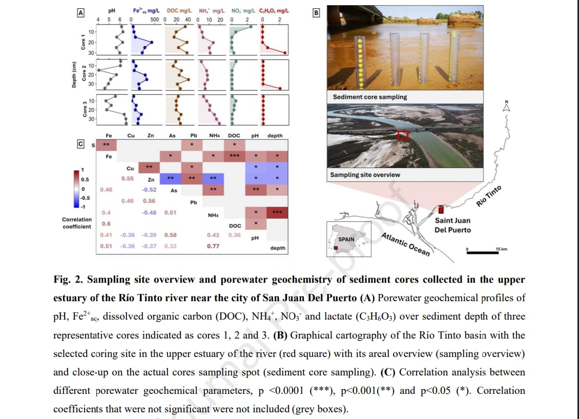 Estudio sobre las bacterias del Tinto (Infografía del trabajo)