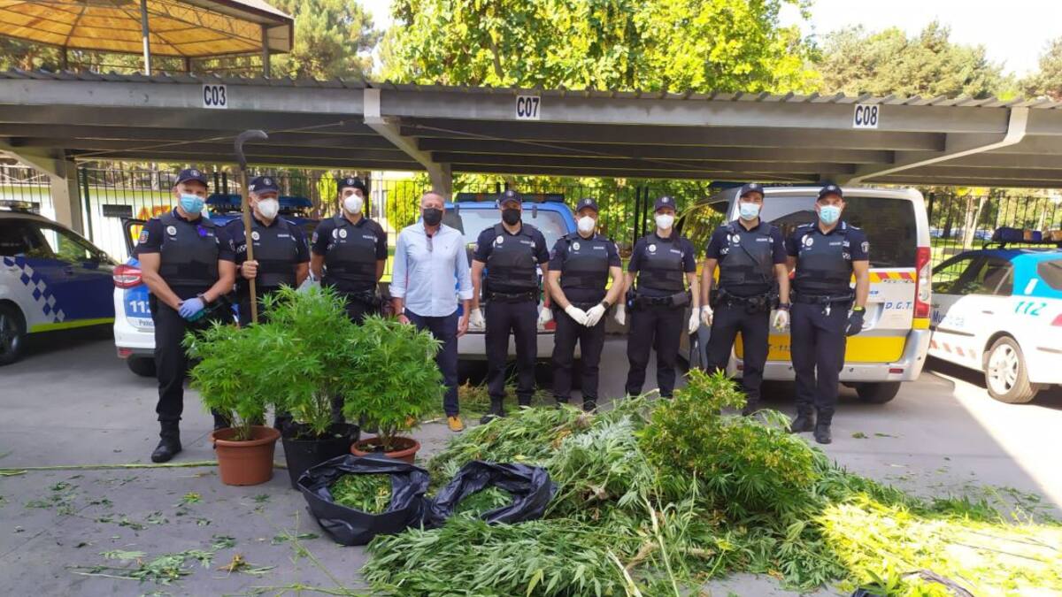 La policía municipal de Ponferrada retira medio centenar de plantas de marihuana de la zona del río