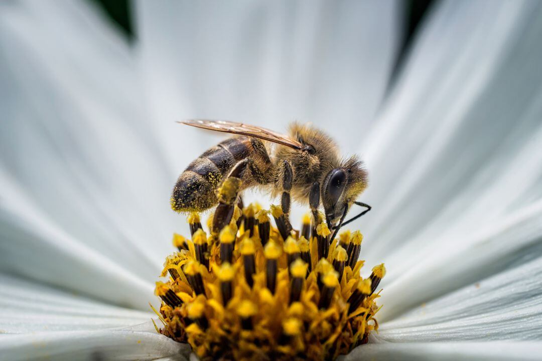 Hoy hablamos del mundo de los insectos en &quot;Ciencia para todos&quot;