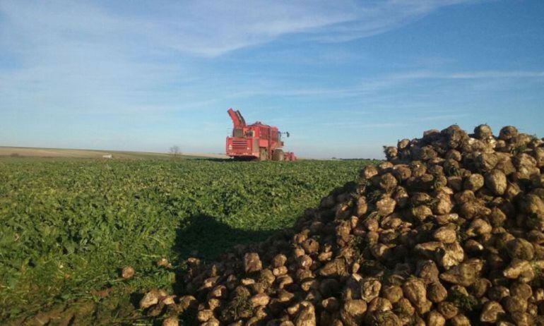 Imagen de una finca de remolacha 