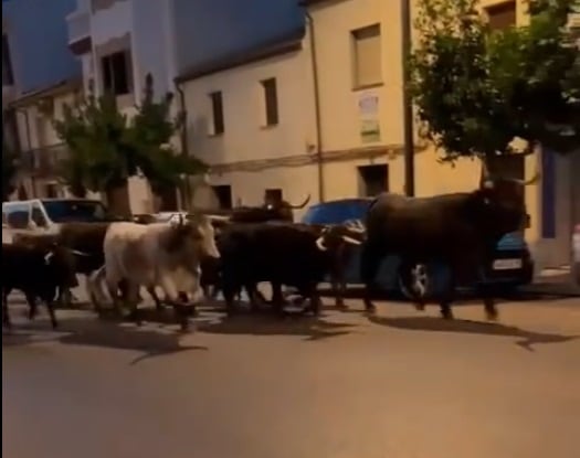 Reses sueltas en Torreperogil