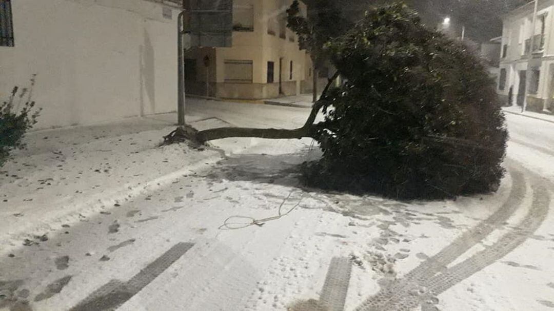 Un árbol, en Belmonte, derribado por el viento y la nieve