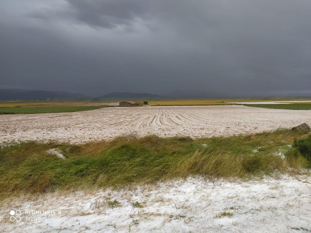 Así quedaron los campos de cereal en Used (Zaragoza) tras la tormenta de granizo 