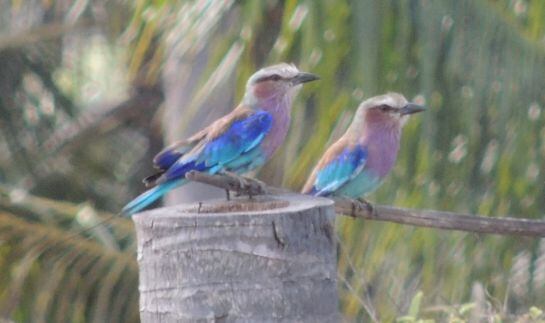 Avistamiento de aves en Mozambique