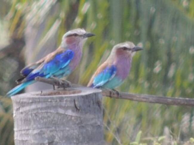 Avistamiento de aves en Mozambique