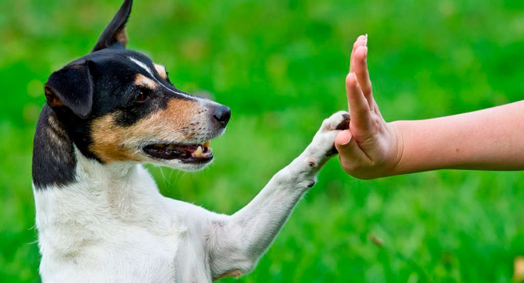 El aprendizaje y la paciencia con los perros reactivos es fundamental