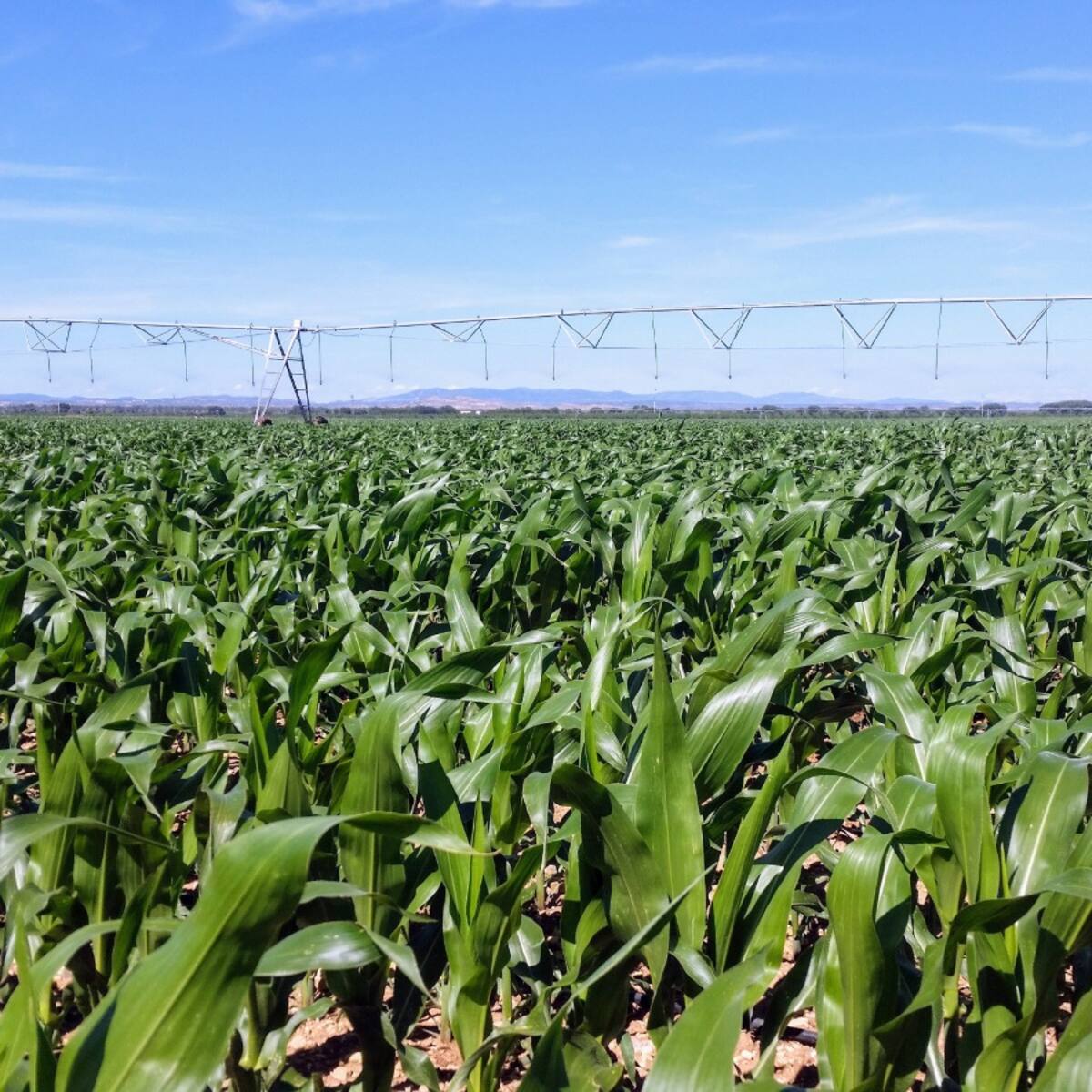 ASAJA Huesca denuncia que los precios del maíz y del girasol impiden cubrir los costes de producción