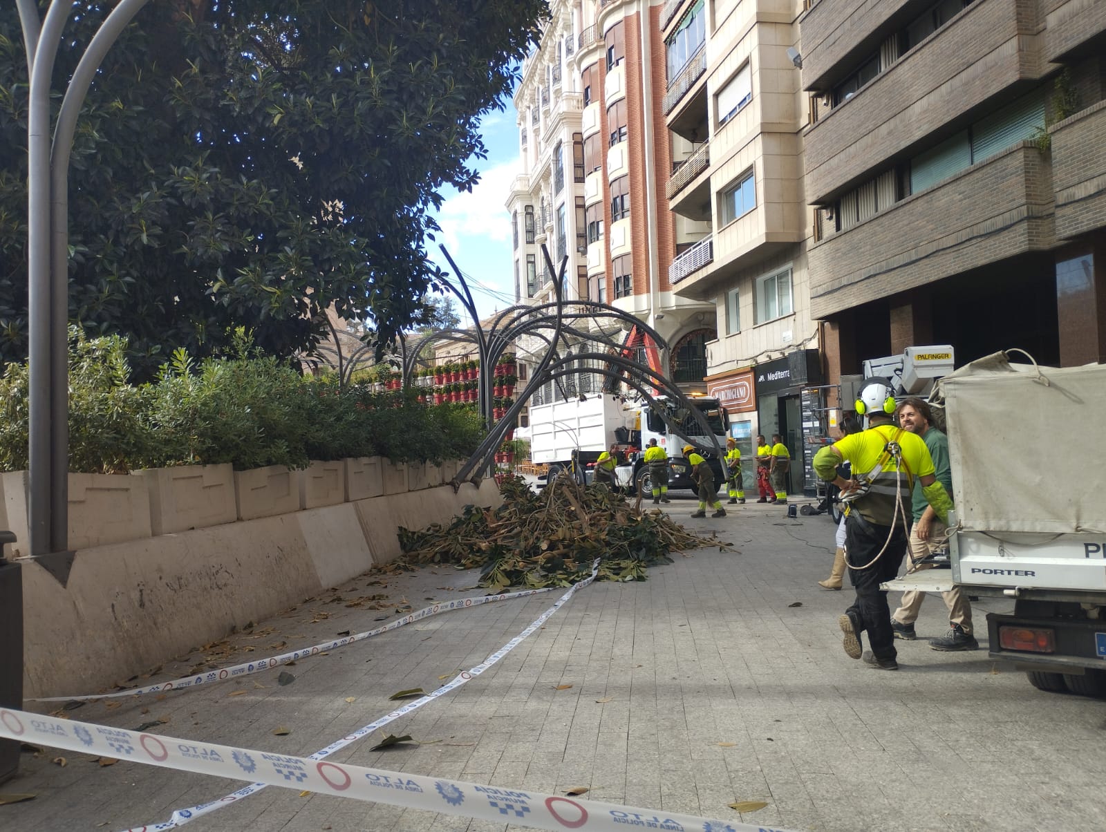 Efectivos del Ayuntamiento de Murcia en la zona en la que han caído las ramas del ficus