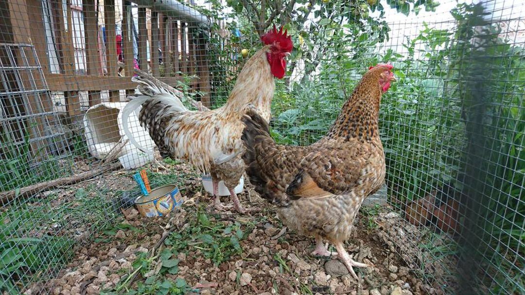 Un gallo y una gallina en un corral (archivo)