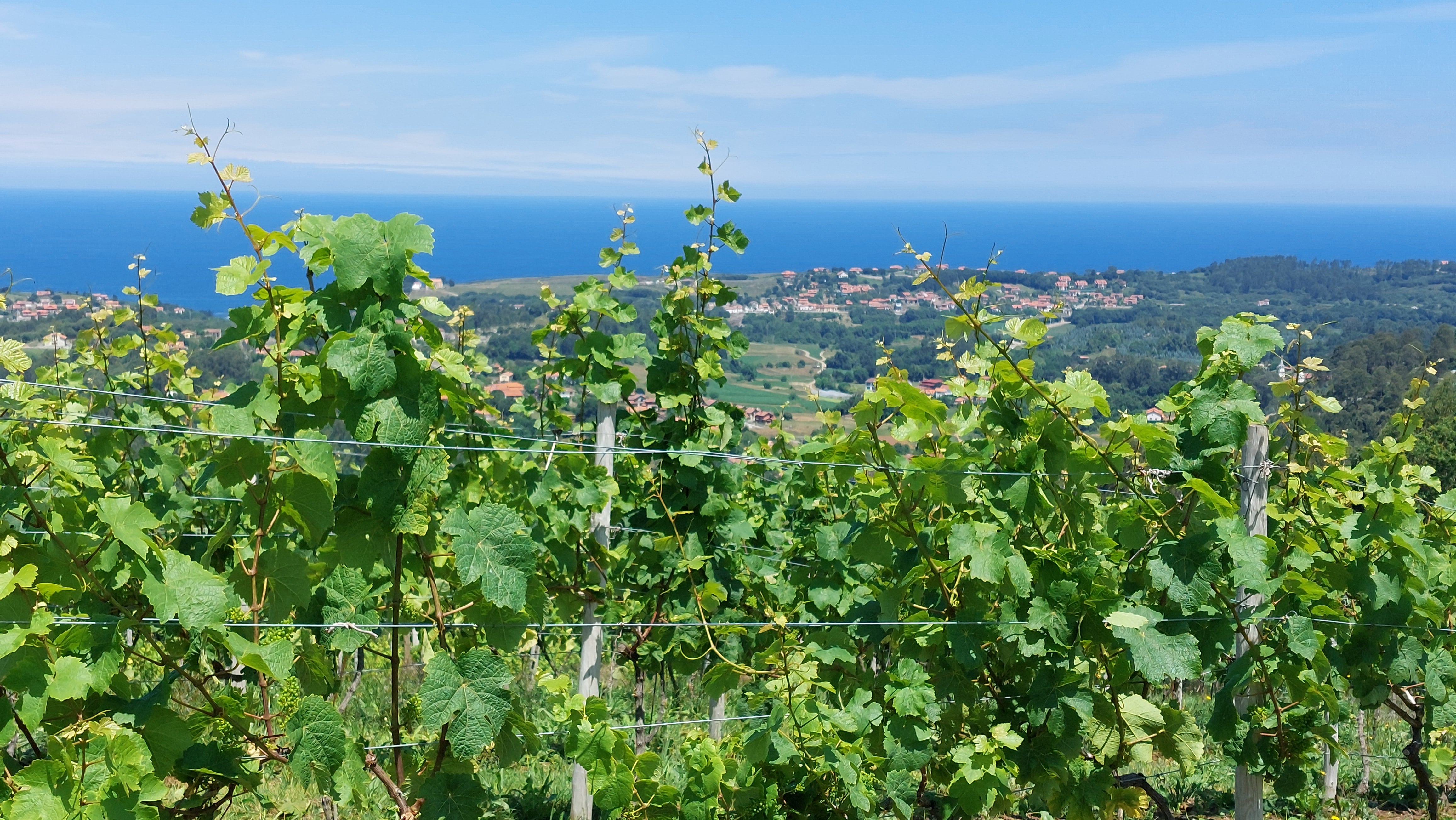 Miradorio. Viñedos en Ruiloba