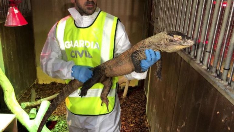 Imagen del Dragón de Komodo incautado por la Guardia Civil.