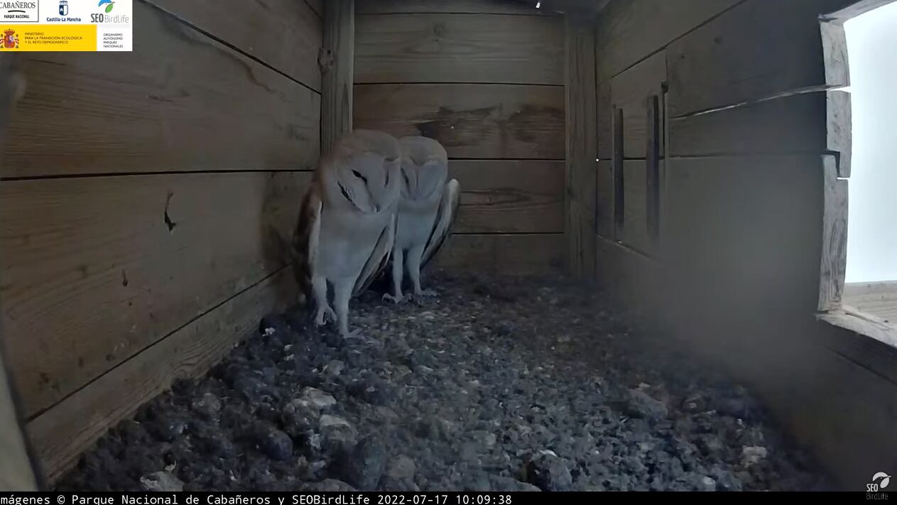 Webcam para el seguimiento de las lechuzas en el Parque Nacional de Cabañeros