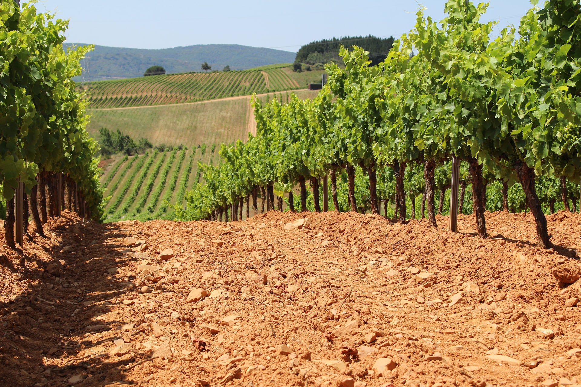 Viñas de Bodegas Mauro