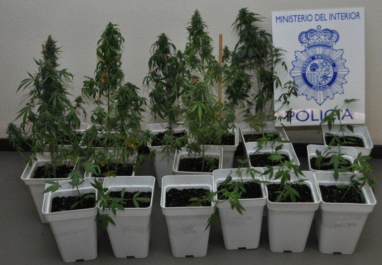 Plantas inacautadas tras el registro