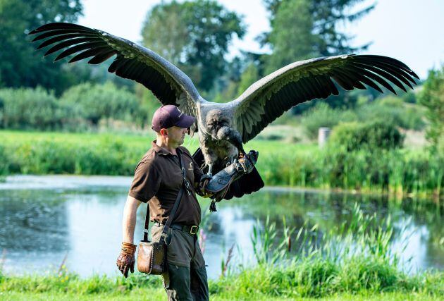 Un joven cóndor comiendo de la mano de un cuidador