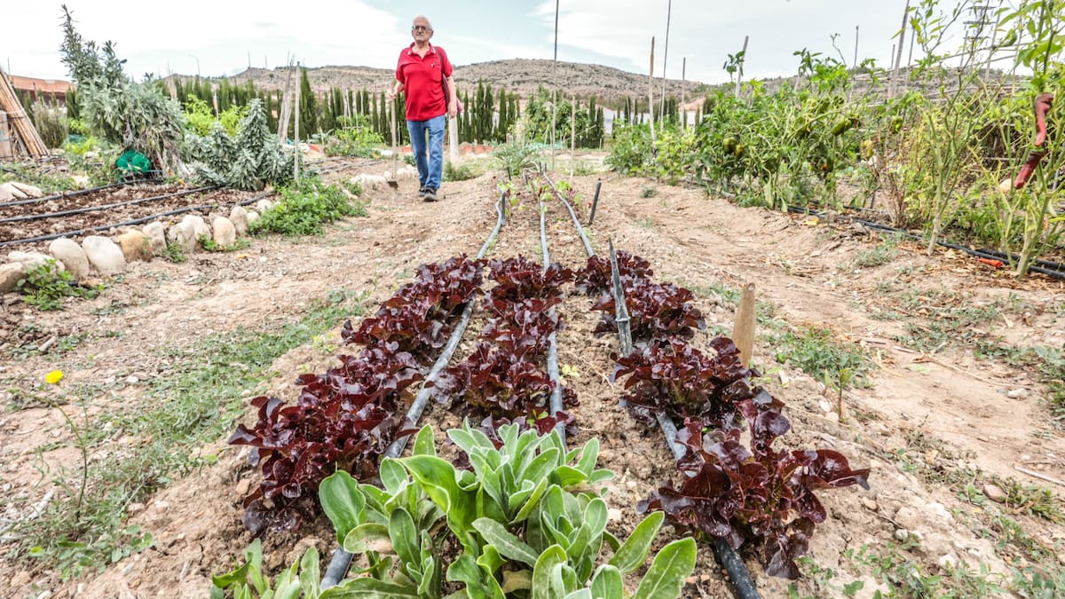 Alfonso Domínguez, ingeniero agrícola: "La agricultura ecológica tiene múltiples ventajas para la salud y el medio ambiente"