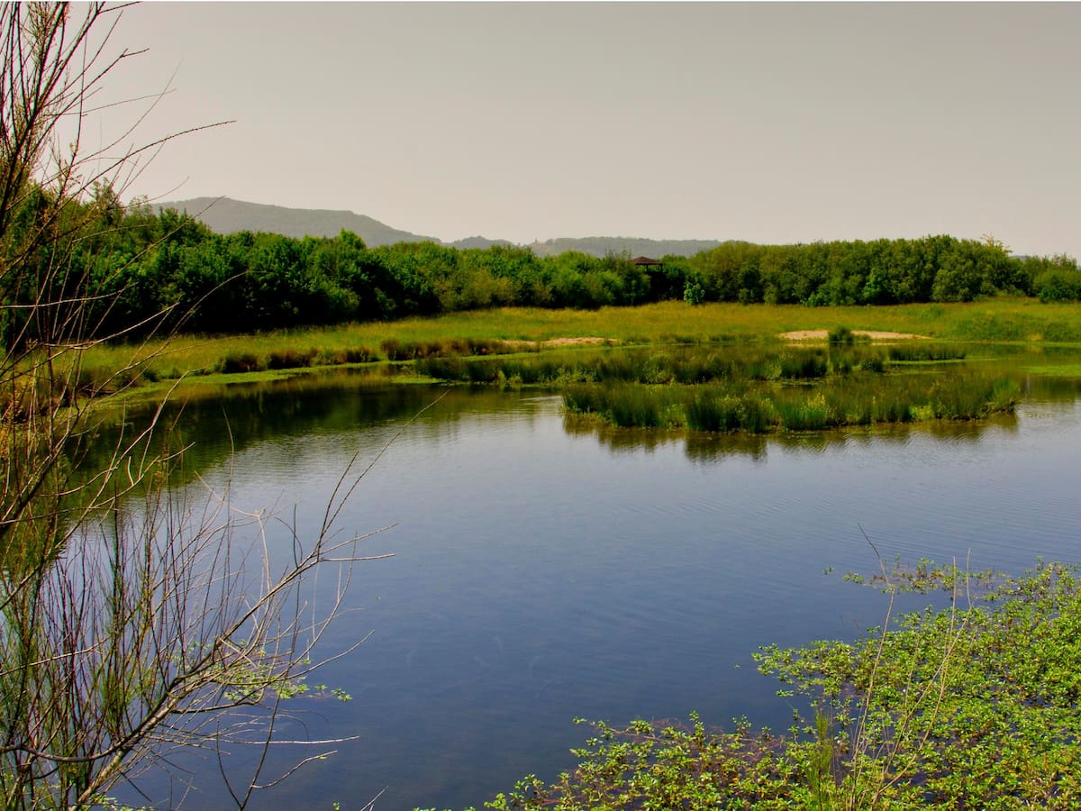 Los humedales se degradan a un ritmo acelerado. Declaraciones del herpetólogo y miembro de Aranzadi Jon Garin en el Día de los Humedales
