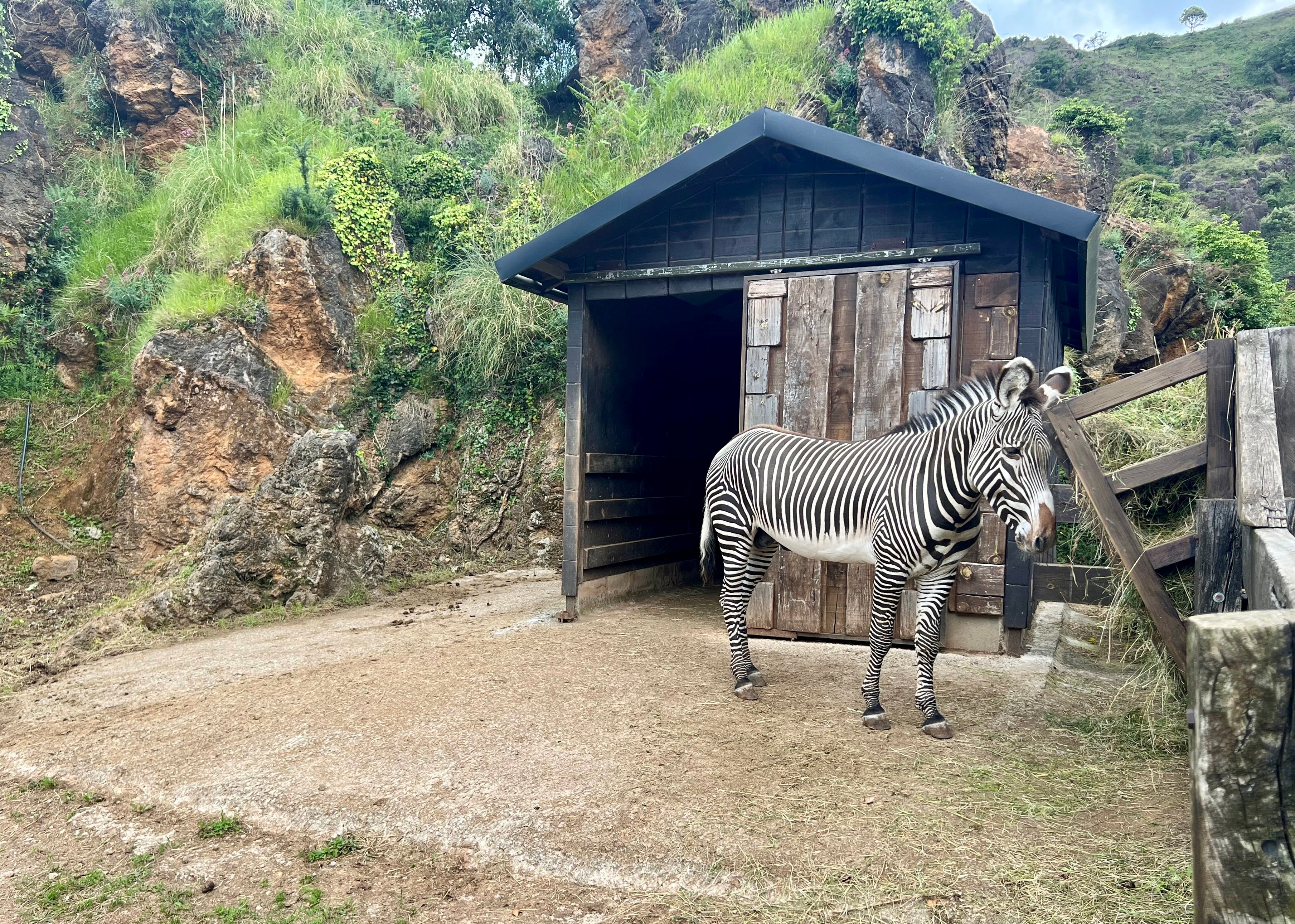 Silvestre, el nuevo ejemplar de cebra macho de Grévy, en su nueva casa del Parque de la Naturaleza de Cabárceno