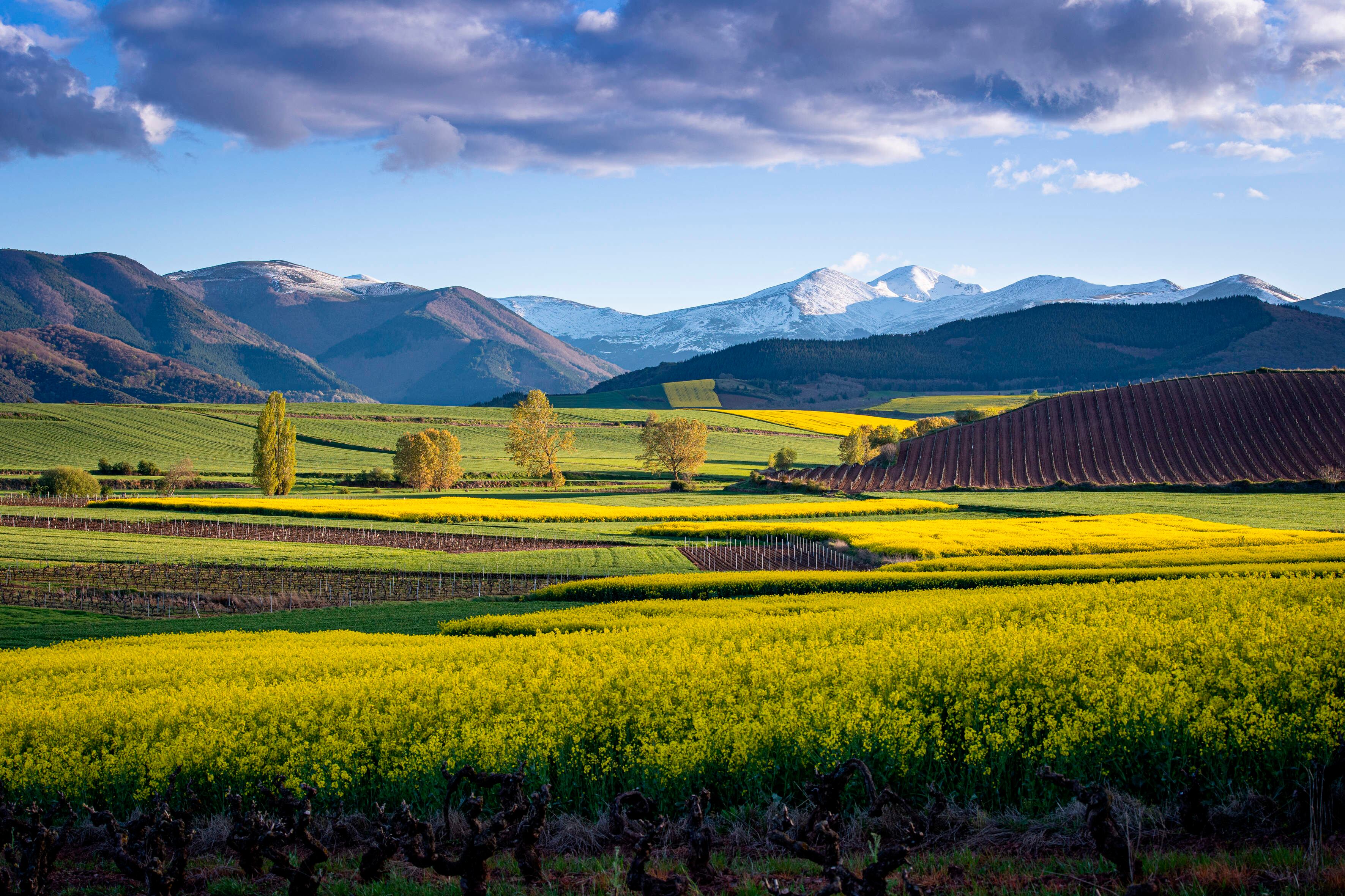 Imagen de la zona de San Millán de la Cogolla (La Rioja), el monte de San Lorenzo de 2.271 m de altitud , el pico más alto de La Rioja (d) y Cabeza Parda nevados (i) y a los pies los campos de cultivo de colza.