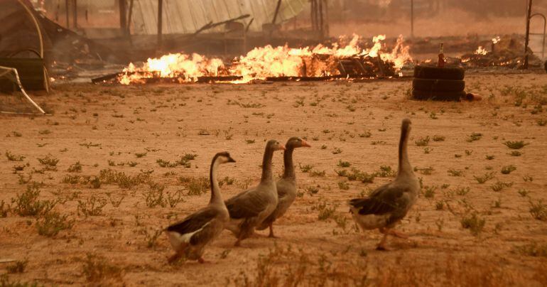 FOTOGALERÍA | Un grupo de gansos huyen del fuego en el condado de San Bernardino en California