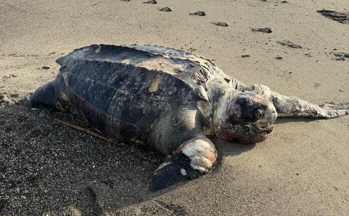 Ejemplar muerto de la tortuga