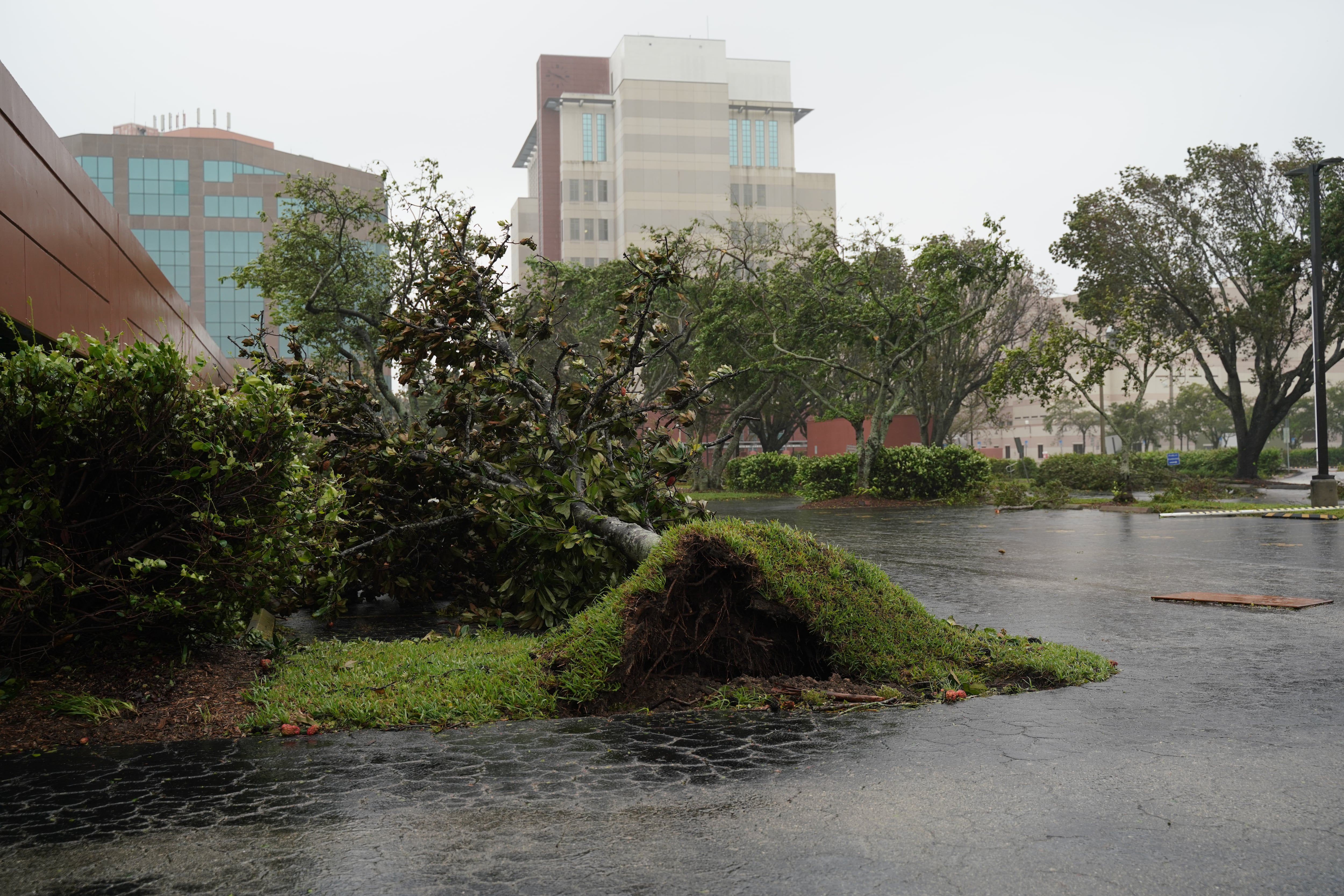 Un árbol caído tras el paso de Ian en Fort Myer, Florida