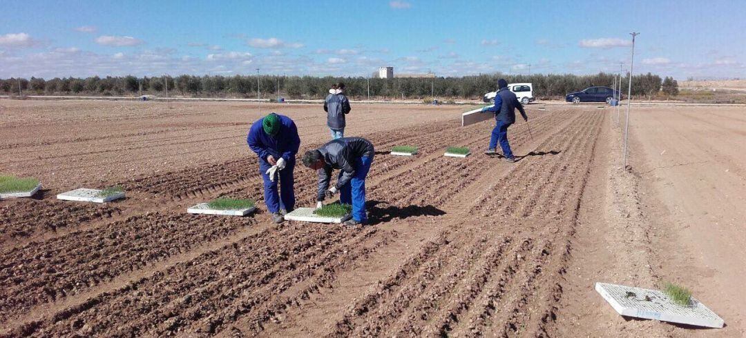 Imagen de archivo cultivando en la Finca Las Tiesas