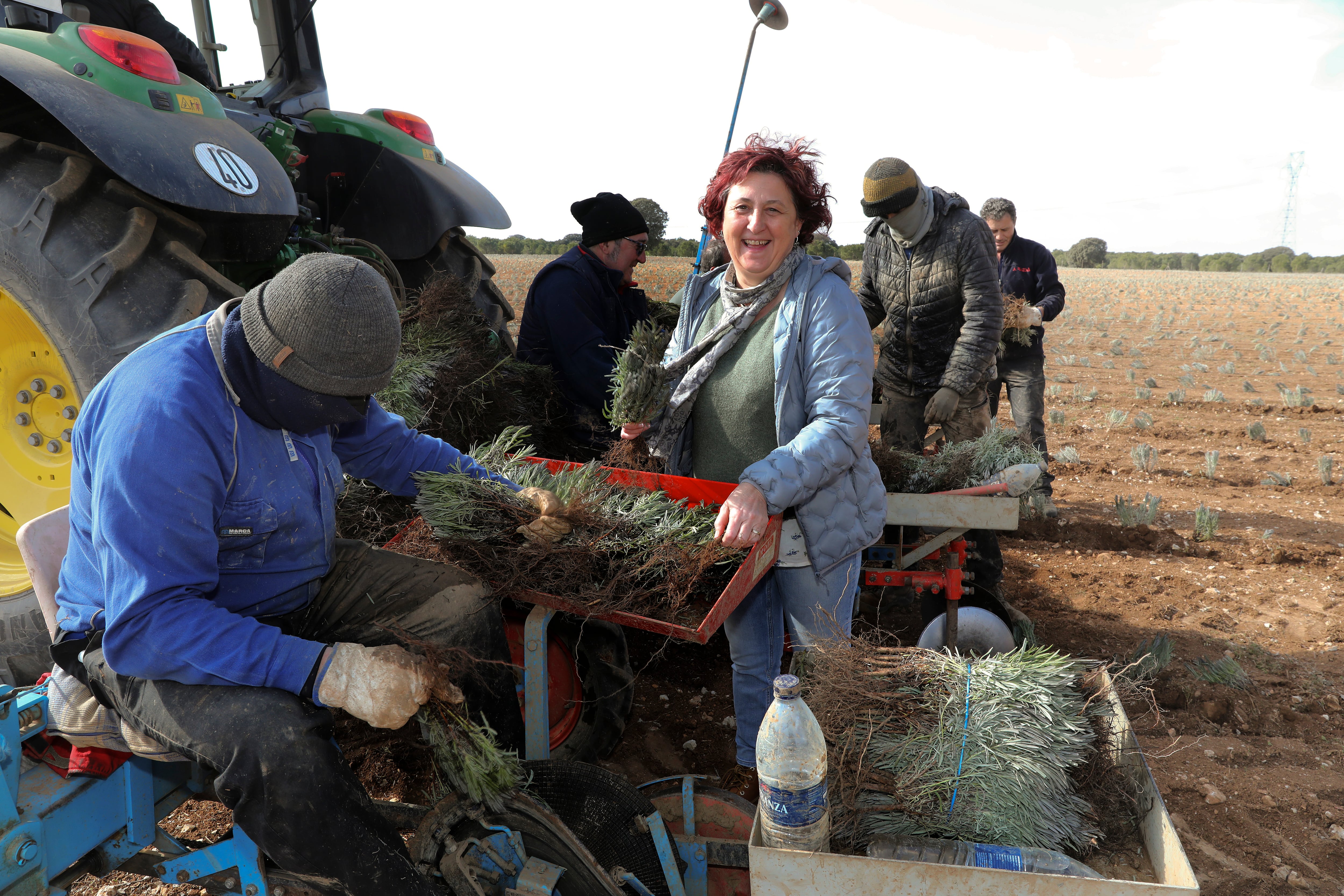 Plantaci�n de lavandin en una finca de la provinica de Palencia, en la imagen la gerente de la Cooperativa Palentina de Arom�ticas, Amor Guzm�n junto a la m�quina plantadora