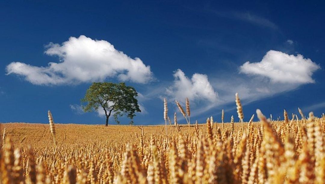 UCCL cree que los políticos han abandonado el sector agrícola en la campaña electoral