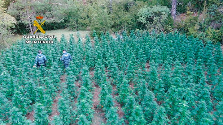 Plantación marihuana en el Alto Tajo