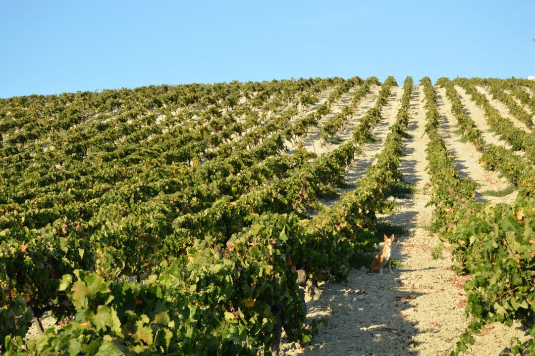 Una de las viñas del Marco de Jerez