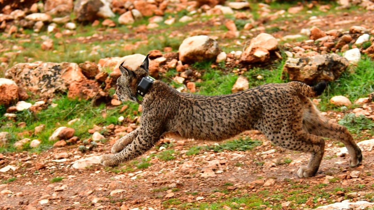 Uno de los ejemplares de lince ibérico soltado en la zona de Sierra Aranda este 26 de febrero por la Junta en la nueva zona de colonización de esta especie en Granada