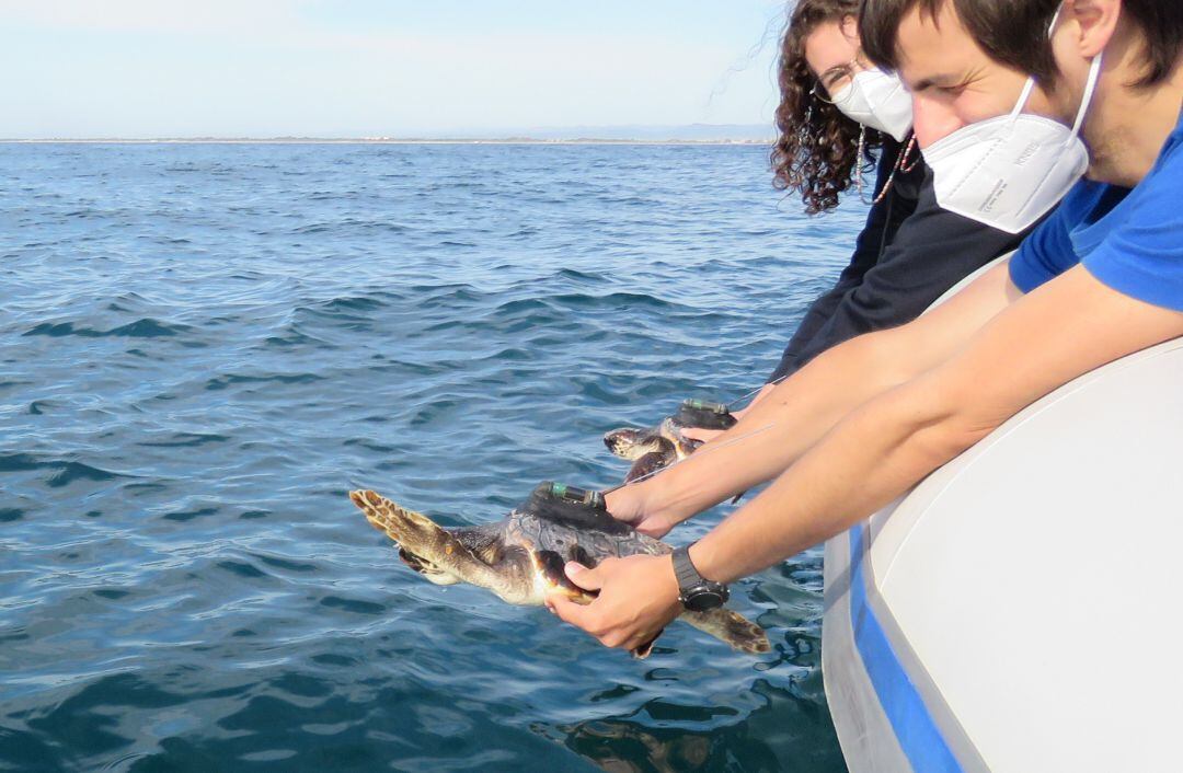 Un momento durante la suelta de las tortugas