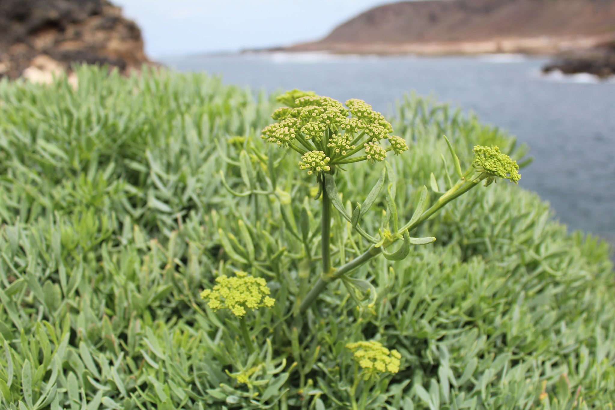 Una de especies sensibles de Lanzarote.